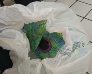Saddest Dragon peaking out of the bag on the way home